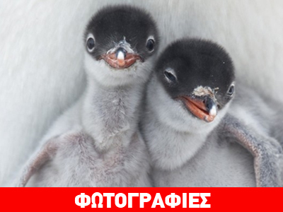 Μοναδικές φωτογραφίες ζώων με τον φακό του National Geographic!