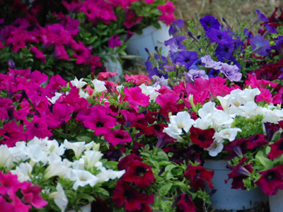 Καλαμάτα: Το Σάββατο ξεκινά η 2η ανθοκομική έκθεση