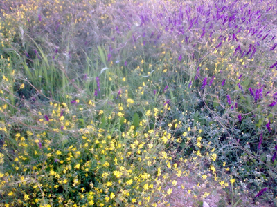 Γιορτή της Άνοιξης στην Πιερία