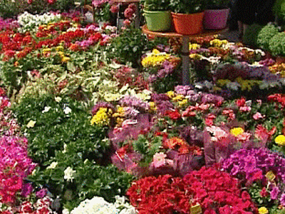 Ανθοκομική Έκθεση στη Λαμία