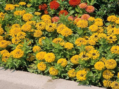 Τα φυτά ανθίζουν νωρίτερα λόγω της κλιματικής αλλαγής