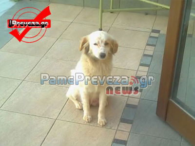 Η ιστορία της Αβγόλας συγκινεί