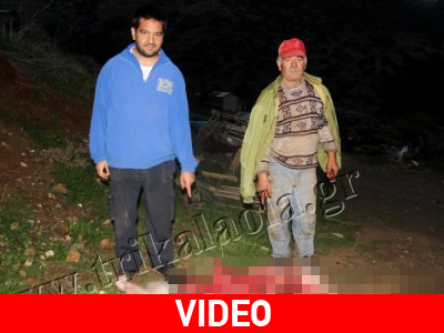 Τρίκαλα: Αρκούδα κατασπάραξε γουρούνια, πρόβατα και κότες