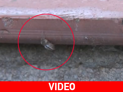 Βρετανία: Χιλιάδες αράχνες εισέβαλαν σε σχολείο‏