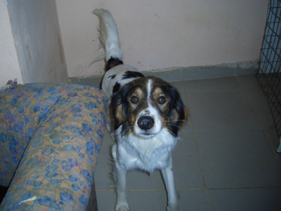 Ο Αρίστος είναι άριστος σε όλα του