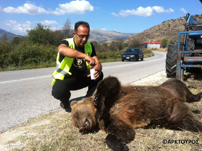 Ανακοίνωση του Αρκτούρου για τη νεκρή αρκούδα στην Καστοριά