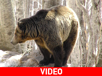 Νυμφαίο: Οι αρκούδες ξύπνησαν και σας περιμένουν!