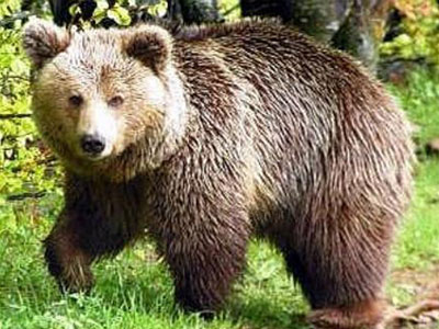 LIFE: Πρόγραμμα για την αρμονική συνύπαρξη ανθρώπου – αρκούδας