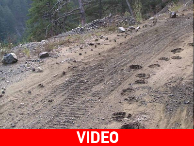 Αν είσαι τυχερός και δεις αρκούδα…