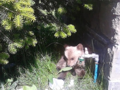 Πέθανε ορφανό αρκουδάκι στα Γρεβενά