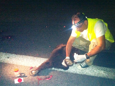 Σκοτώθηκαν δύο αρκουδάκια σε σημείο καρμανιόλα