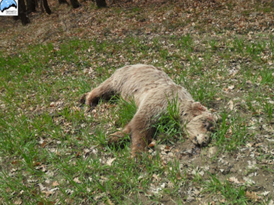 Γρεβενά: Δηλητηρίασαν αρκούδα και το μωρό της Γρεβενά: Δηλητηρίασαν αρκούδα και το μωρό της