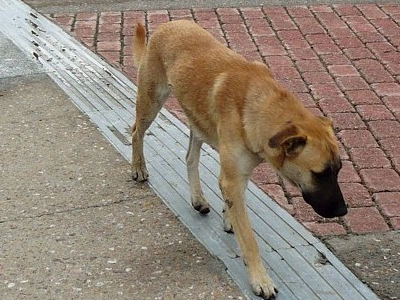 Χανιά: Πρωτοβουλία του δήμου για τα αδέσποτα