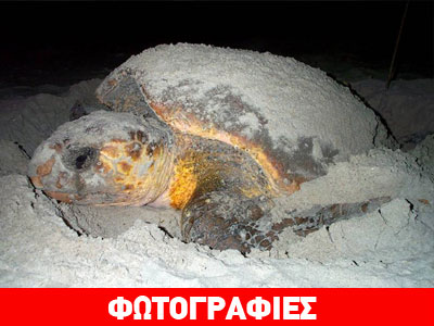 Ξεκίνησε η ωοτοκία της caretta caretta στον Κυπαρισσιακό Κόλπο