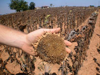 Ζημιές 1 δισ. ευρώ η ιταλική γεωργία λόγω καύσωνα