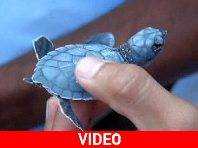 Η πρώτη τους βόλτα! Η πρώτη τους βόλτα!