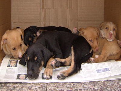 Πασχαλινό μπαζάρ από τον Σύλλογο Φίλων των Ζώων Χαλανδρίου
