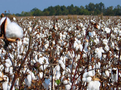 Το σημαντικότερο εξαγώγιμο ελληνικό προϊόν στην Ιαπωνία το βαμβάκι
