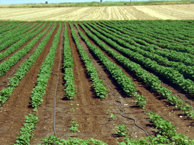 To Φθινόπωρο τα χρήματα στους βαμβακοπαραγωγούς της Λάρισας