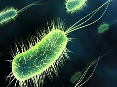 Οι φιλικοί ιοί προστατεύουν από εχθρικά βακτήρια