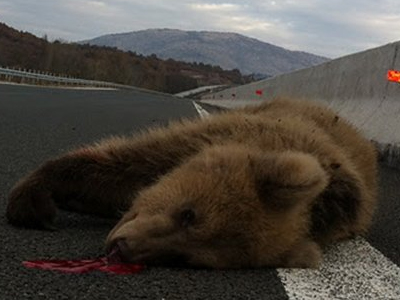 Κάθε μήνα σκοτώνεται μία αρκούδα στην Εγνατία Οδό
