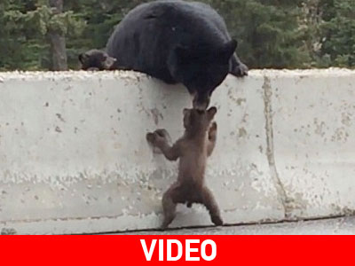 Μαμά αρκούδα σώζει το μωρό της από βέβαιο θάνατο