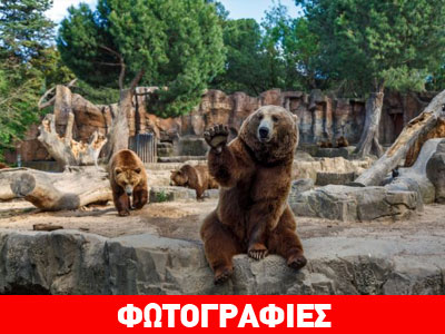 Καφέ αρκούδα χαιρετά επισκέπτες ζωολογικού κήπου