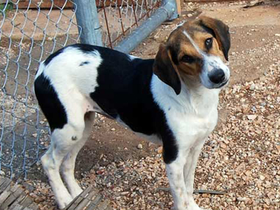 Ένα σπίτι για την Bela