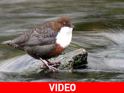 Το πουλί που πετάει κάτω από το νερό!