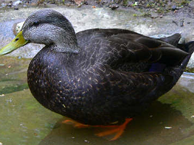 Οι μαύρες πάπιες… του ΠΑ.ΣΟ.Κ.