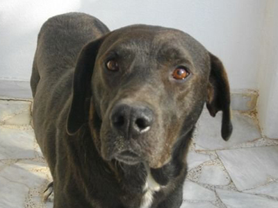 Ο Blacky ψάχνει σπίτι