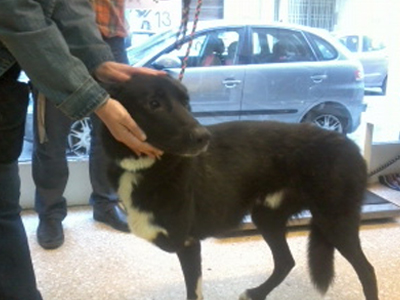 Ο Blacky ψάχνει σπίτι