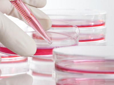 Δεν είναι όλα τα βλαστοκύτταρα εξίσου ασφαλή