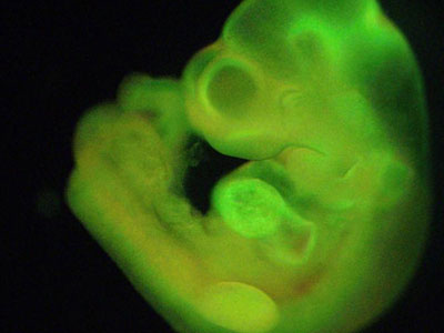 Επανάσταση στη δημιουργία βλαστοκυττάρων με “σοκ” στο αίμα