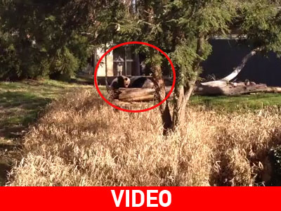 H Bao Bao έκανε τα πρώτα της βήματα H Bao Bao έκανε τα πρώτα της βήματα