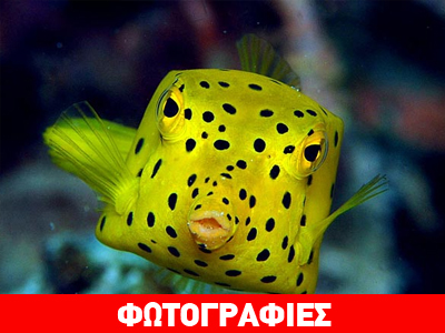 Boxfish: Ένα ορθογώνιο ψάρι!