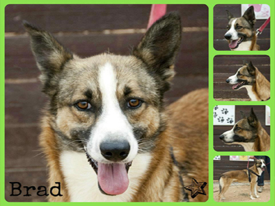 Χάθηκε ο Brad