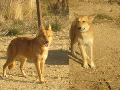 Ο Μπράντυ και η Sienna ψάχνουν σπίτι