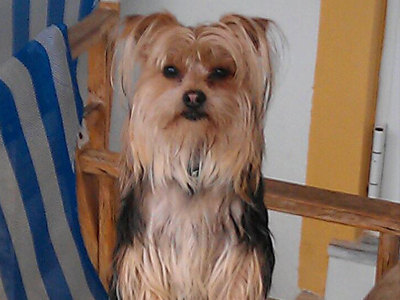 Αναζητείται ο Μπρούνο