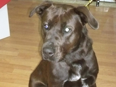 Βρέθηκε στην Αγία Παρασκευή