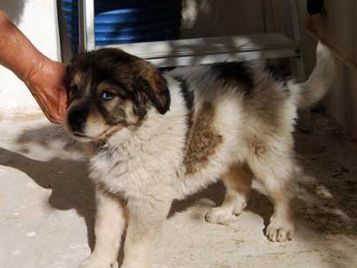 Χαρίζεται ο Bruno