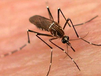 Στην Αρτέμιδα το πρώτο κρούσμα του ιού του Δυτικού Νείλου