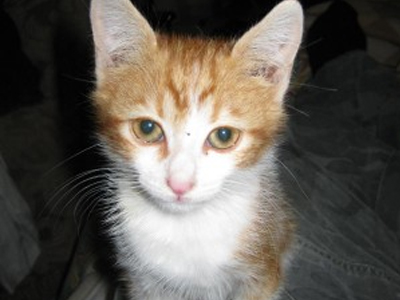 Χάθηκε ο Καίσαρας