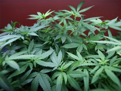 Δενδρύλλια κάνναβης εντοπίστηκαν σε προαύλιο γαλλικών φυλακών