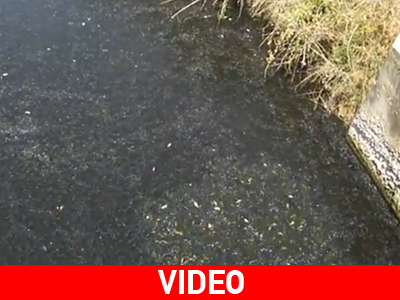 Σωτηρία για χιλιάδες μικρά ψάρια Σωτηρία για χιλιάδες μικρά ψάρια