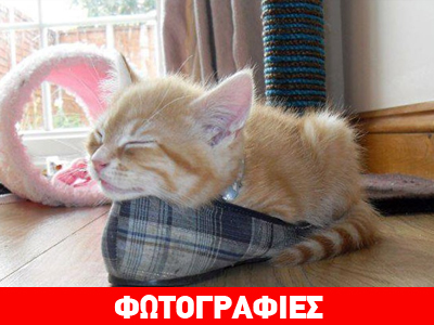 Διαγωνισμός για τον πιο γλυκό γατίσιο ύπνο!
