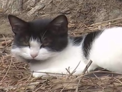 ΗΠΑ: 35χρονος μαγείρευε και έτρωγε γάτες