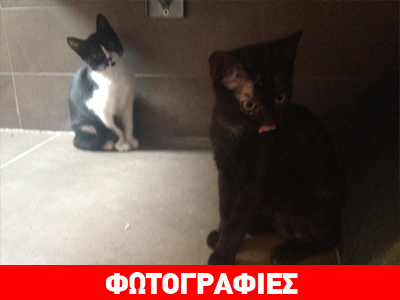 Ποιος θα υιοθετήσει αυτές τις κούκλες;