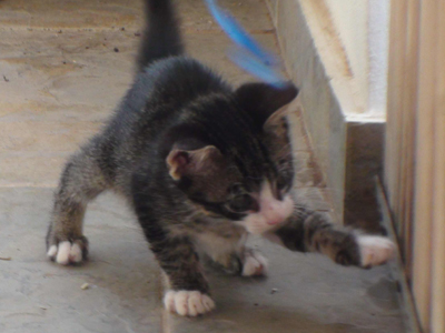 Ποιος θα τον υιοθετήσει;