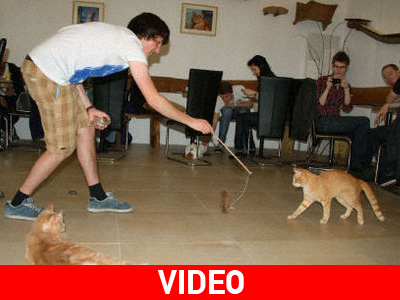 Το πρώτο café για γάτες